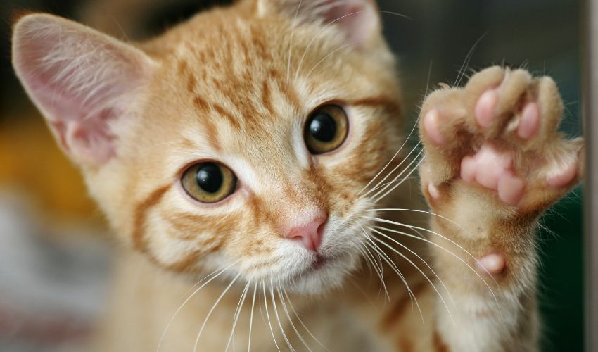 Don't try to Declaw your Cat