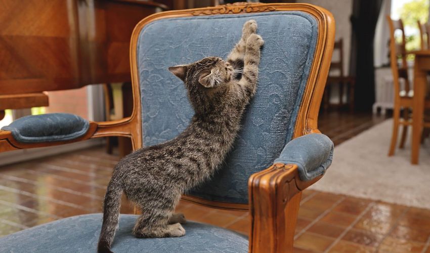 How to Stop Cats Scratching Furniture