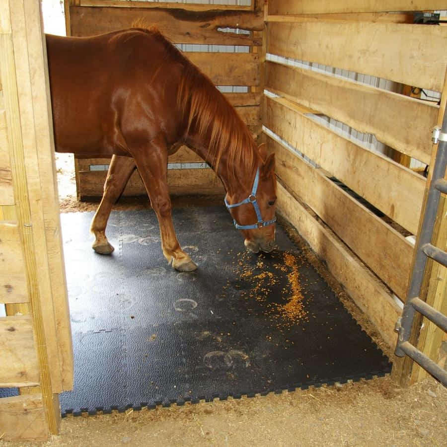 Horse Stall Mats Dubai