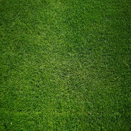 Artificial Grass Dubai